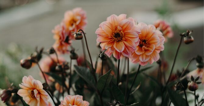 What Are Relationship Green Flags? image