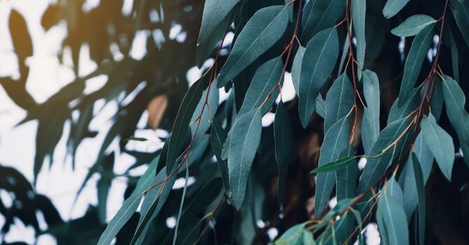 EMDR- Individual Therapy